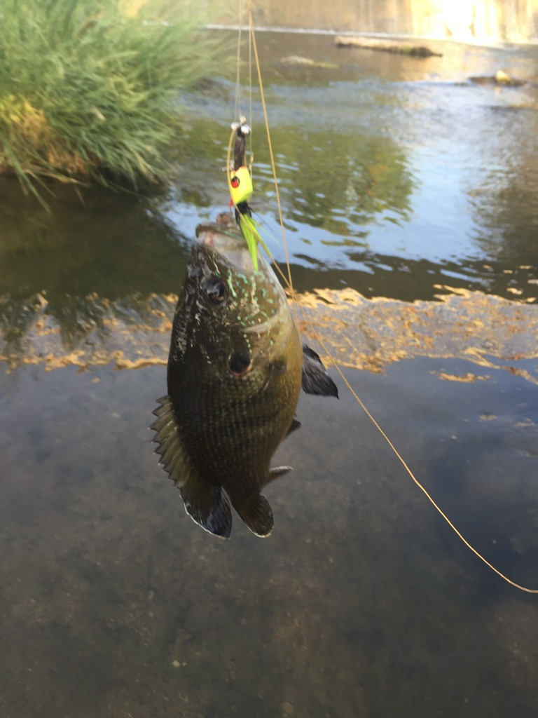 Ultralight Fly Fishing • Sulphur Creek, Lampasas Tx 3 July 2016